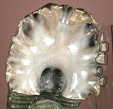 Ammonite  Specimen, Jurassic
