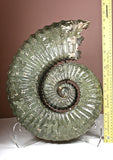 Ammonite  Specimen, Jurassic