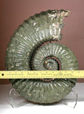 Ammonite  Specimen, Jurassic