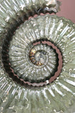 Ammonite  Specimen, Jurassic